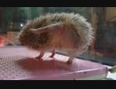 スミちゃんかゆかゆ