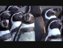鳴くボイスロイド２[鮭の産卵編そして伝説へ――]