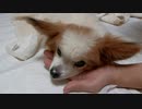 飼い主の手をアゴ枕にするワンコ（パピヨン）2