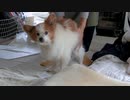 モフモフもこもこなワンコ（パピヨン）7