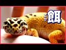 【餌】レオパを13匹と7年飼育して感じた餌のこと!!【餌やり】