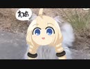 あかり草猫