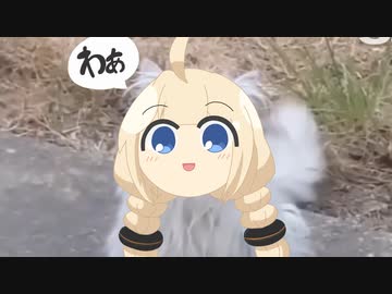 あかり草猫