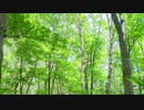 【Msyrfa】The Fairy Garden【オリジナル曲】demo