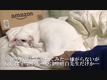 一家の主猫 人間をしっぽであやす Nicozon