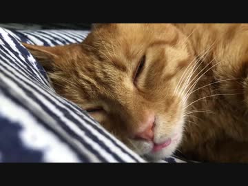 ベテランジャンボ子猫、舌をしまい忘れて添い寝をする