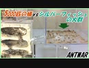 「シルバーフィッシュ」の大群vs逆襲のケアリ～敵侵入！巣に響き渡る敵襲警報！～