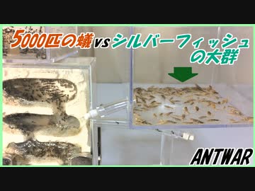 「シルバーフィッシュ」の大群vs逆襲のケアリ～敵侵入！巣に響き渡る敵襲警報！～