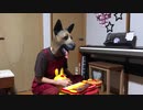 犬が【アンパンマンピアノ】で【弾いてみた】スコットジョプリンMaple Leaf Rag【耳コピ】