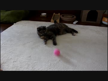 猫とキャッチボール