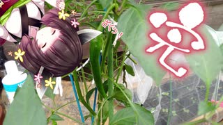【VOICEROID栽培】へにょきり菜園 秋休み編　（3/4）