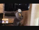 カワウソさくら 超かわいい、ねずみに遊ばれるカワウソ Super cute Otter and rat toy