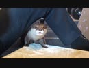 カワウソさくら はたらくカワウソ！③ Help the otter