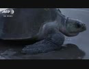 産卵期迎えた絶滅危惧種のヒメウミガメ、中米ニカラグア　