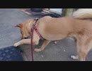 メイリオとトカゲのしっぽ切り