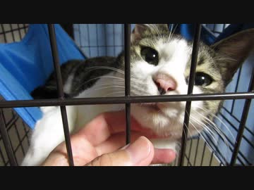 ハンモックで寛ぐ猫
