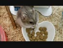 【ハムスター】さらちゃんのさらさら活動日記その5(声なし)