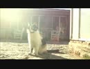 イスタンブールのネコ (02 of 03)