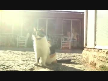 イスタンブールのネコ (02 of 03)