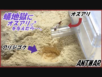 アリジゴクにオス(♂)のアリを与えようとするとこうなる。【ポンコツ回】