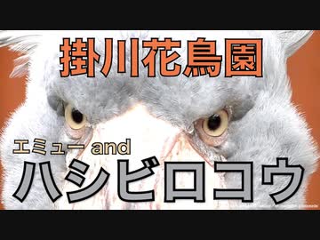 【掛川花鳥園】エミューとハシビロコウ ～Emu and Shoebill～
