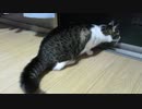 尻尾を膨らませる猫