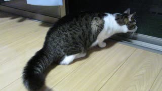 尻尾を膨らませる猫