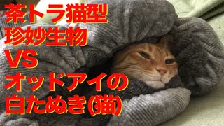 一触即発！茶トラ猫型珍妙生物VSオッドアイの白たぬき(猫)