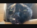 ブサ顔