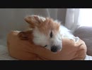 頬をぷくぷくさせるワンコ（パピヨン）3
