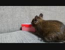 ひいちゃんのおやつ戦争