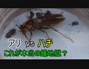 【ありの飼育記#64】蟻　vs　アシナガバチ　Ant vs bee