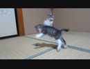 保護子猫＿連絡用 その９