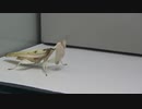 ハナカマキリ(成虫）に蝶（アサギマダラ）を食べさせてみた。 (Hymenopus coronatus)
