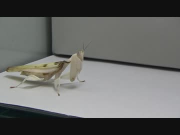 ハナカマキリ(成虫）に蝶（アサギマダラ）を食べさせてみた。 (Hymenopus coronatus)