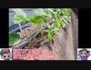 本気いちご農業その21　2019.9月 ゆっくり解説