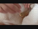 火を使わない貼るお灸をするワンコ（パピヨン）