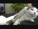 きもてぃぃぃ～