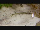 Juvenile Muskellunge Feeding　宗村港