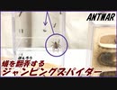 2000匹のアリを翻弄するジャンピングスパイダー。