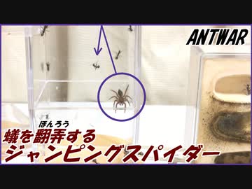 2000匹のアリを翻弄するジャンピングスパイダー。