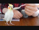 「ピーコちゃんのお食事風景」