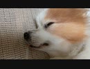 まぶたをピクピクさせながら眠るワンコ（パピヨン）2
