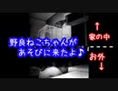 【家の中とお外Ver.】野良猫ちゃんが遊びに来たよ♪【stray cat & house cat】