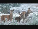 Pexels Videos 2437257　宗村港