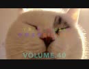 同居猫にスキを突かれ家出される飼い主のせつない唄　えもん⭐️デモスタ□RICKIES⭐️ vol.40【デモ音源】