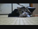 保護子猫＿連絡用 その１０