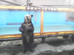 子熊