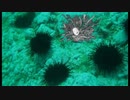 喋りすぎて全く怖くない【―影廊― SHADOW CORRIDOR】実況 ウニと猫ちゃんと私