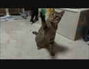 １歳を迎えたネコさんはまだ抱っこ出来ない